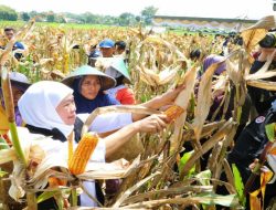 Peningkatan Produktivitas Pertanian Harus Selaras dengan Kesejahteraan Petani