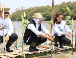 Jawa Timur Jadi Provinsi dengan Kawasan Mangrove Terluas di Pulau Jawa