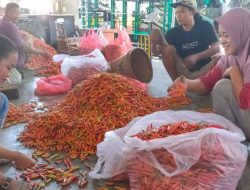 Harga Cabai Rawit Naik Rp2.000 per Kilogram di Pasar Induk Pare