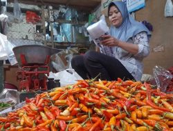 Permintaan Meningkat, Harga Cabai di Kediri Tembus Rp95 Ribu per Kilogram