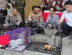Pria di Sidoarjo Ditangkap, Polisi Bongkar Perdagangan Satwa Dilindungi ke Luar Negeri