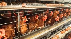 Unggas RI ‘Terbang’ ke Dunia, Ekspor Maret 2026 Capai Rp18,2 Miliar