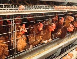 Unggas RI ‘Terbang’ ke Dunia, Ekspor Maret 2026 Capai Rp18,2 Miliar