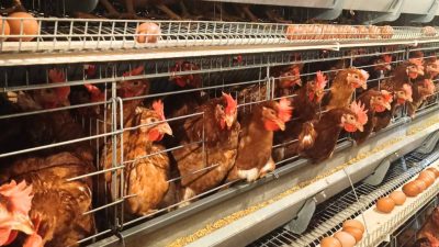 Unggas RI ‘Terbang’ ke Dunia, Ekspor Maret 2026 Capai Rp18,2 Miliar