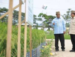 Swasembada Pangan Kian Kokoh, NTP Capai Level Tertinggi dalam 34 Tahun