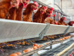 Kementan dan Pelaku Usaha Kompak Stabilkan Harga Ayam Broiler di Tingkat Peternak
