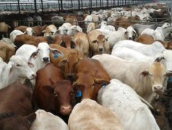 Sapi Indukan Brasil Dibidik, Pemerintah Pacu Swasembada Daging Nasional